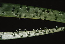 Oxygen bubbles on strand of submerged reed, sand-winning pit, Holland