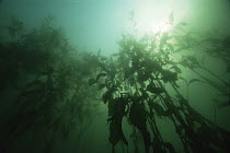 Looking up at Shining pondweed (Potamogeton lucens) from bottom of sand winning pit, Holland