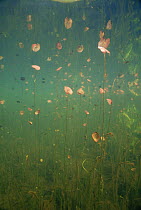 Underwater view of Fringed water lily (Nymphoides peltata) colour of leaves in spring is red, Lake Naarden, Holland