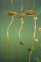 Underwater view of Fringed water lily (Nymphoides peltata) leaves start red underwater in spring but turn green as soon as they reach surface, Lake Naarden, Holland