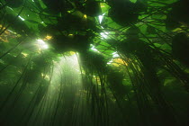Sunlight filtering through leaves of Yellow water lily (Nuphar lutea) lake in central Holland
