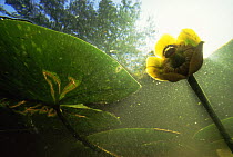 Underwater view of Yellow water lily (Nuphar lutea) flowering above surface, Lake Naarden, Holland