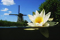 Split level view of White water lily (Nymphaea alba) flowering at surface with windmill behind, Lake Naarden, Holland
