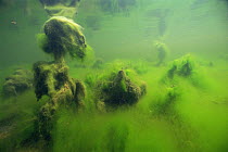 Underwater (Algae) meadow, little peatbog lake, Holland.  The Algae produce oxygen but the bubbles cannot escape from the hairy mass of the algae and pull the algae bed upwards, causing the strange al...