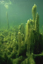 Underwater (Algae) meadow, sand winning pit, Holland.  The Algae produce oxygen but the bubbles cannot escape from the hairy mass of the algae and pull the algae bed upwards, causing the strange float...