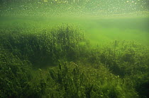 Underwater Stonewort covered with (Algae) and oxygen bubbles, little peatbog lake, Holland.