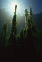 Sunlight above underwater (Algae) meadow, sand winning pit, Holland.  The Algae produce oxygen but the bubbles cannot escape from the hairy mass of the algae and pull the algae bed upwards, causing th...