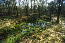 Old freshwater wells in woodland that were made by man to gather the groundwater and to suppy nearby papermills, central Holland