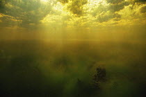 Underwater view of floating (Algae) bed in Autumn, with sunlight filtering into murky Peatbog lake, Central Holland