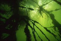 Underwater branches covered in Zebra mussels (Dreissena polymorpha) sand winning pit, Holland