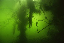 Underwater view of submerged tree roots which are overgrown with (Algae) and Zebra mussels (Dreissena polymorpha), sand winning pit, Holland