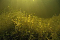 Stonewort algae {Chara vulgaris} Lake Naarden, Holland