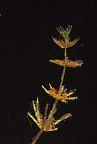 Stonewort algae {Chara vulgaris} with  male fertilised cells,  Lake Naarden, Holland
