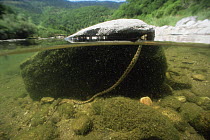 Split level view of Viperine snake (Natrix maura) underwater next to rock in River Tarn, France