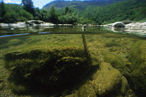 Split level view of Viperine snake (Natrix maura) underwater head above surface, River Tarn, France