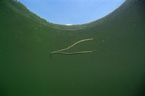 Underwater view of Viperine snake (Natrix maura) swimming at surface of River Tarn, France