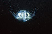Underwater view of Freshwater jellyfish (Craspedacusta sowerbyi) in sand winning pit, Holland