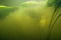 Underwater mass of Water fleas (Daphnia sp) under Yellow water lily leaves (Nuphar lutea) lake in central Holland