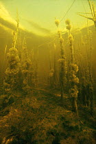 Bell animacules {Vorticella} protozoa, Little Peat bog lake, Holland