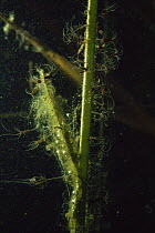 Underwater Brown hydra (Hydra oligactis) in sand winning pit, Holland