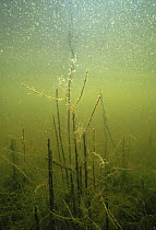 Underwater Brown hydra (Hydra oligactis) on water plant, Lake Naarden, Holland