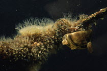 Moss animals / Bryozoans {Cristatella mucedo} (above) and {Plumatella repens} Sand-winning Pit, Holland