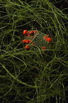 Water mites {Piona coccinea} on eggs of Water snail, Lake Naarden, Holland