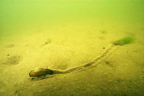 Swan mussel (Anodonta cygnaea) walking along river bed floor, IJsselmeer, Holland