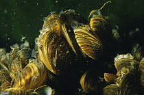 Underwater mass of Zebra mussels (Dreissena polymorpha) in sand winning pit, Holland