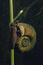 Great ramshorn snail (Planorbis corneus) sand winning pit, Holland