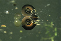 Great pond snail (Lymnaea stagnalis) at water surface to breathe, garden pond, Holland