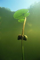 River snails (Viviparus contectus) on stem of water lily, River Czarna Hanca, Poland