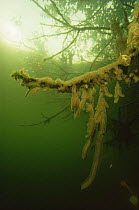 Moss animals / Bryozoans (Cristatella mucedo) colonies up to 200-300 polypides living in a jellylike foot hang down here on the dead branches of tree, sand-winning pit, Holland