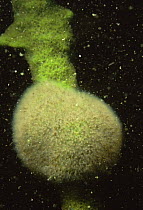 Moss animals / Bryozoans {Plumatella fungosa} on sponge covered plant roots, Lake Naarden, Holland