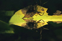 Water scorpion (Nepa cinerea) reflected on water surface of garden pond, Holland