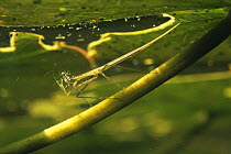Water stick insect (Ranatra linearis) sand winning pit, Holland