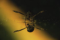 Backswimmer (Notonecta glauca) reflected at water surface, garden pond, Holland