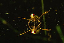 Young Backswimmer (Notonecta glauca) reflected at water surface, garden pond, Holland