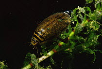Water beetle (Acilius sulcatus) on Canadian waterweed (Elodea canadensis), beetle has an air bubble under his back-shield, sand winning pit, Holland
