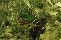 Great diving beetle (Dytiscus marginalis) underwater amongst pond weed, sand winning pit, Holland