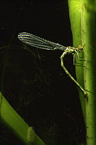 Red eyed damselfly (Erythromma najas) laying her eggs in stem of White water lily (Nymphaea alba)Lake Naarden, Holland