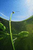 Red eyed damselflies (Erythromma najas) mating and laying eggs in stem of Yellow water lily (Nuphar lutea) Lake Naarden, Holland