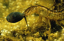 Great diving beetle larva (Dytiscus marginalis) eating Common frog tadpole (Rana temporaria) in sand winning pit, Holland