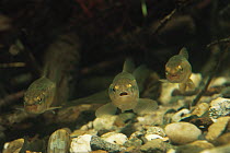 Minnow (Phoxinus phoxinus) in aquarium, Holland
