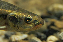 Head profile of Minnow (Phoxinus phoxinus) in aquarium, Holland
