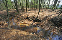 Geelmolenbeek, brook through woodlands, the white sandy areas are the preferred mating habitat for Brook lamprey (Lampetra planeri) Holland