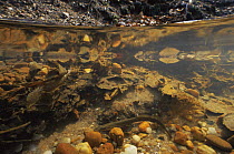 Brook lamprey (Lampetra planeri) underwater in breeding brook, Holland