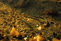 Brook lampreys (Lampetra planeri) underwater in brook preparing a nesting place, Holland