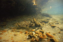 Underwater view of Brook lampreys (Lampetra planeri) in brook preparing a nesting place, Holland