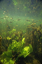 Shoals of Rudd (Scardinius erythrophthalmus) and young Yellow waterlily leaves (Nuphar lutea), Lake Naarden, Holland